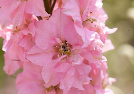 Photograph of pink lilies