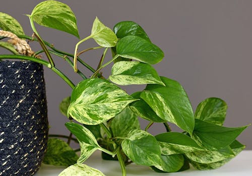 Close-up look at a number of pothos leaves