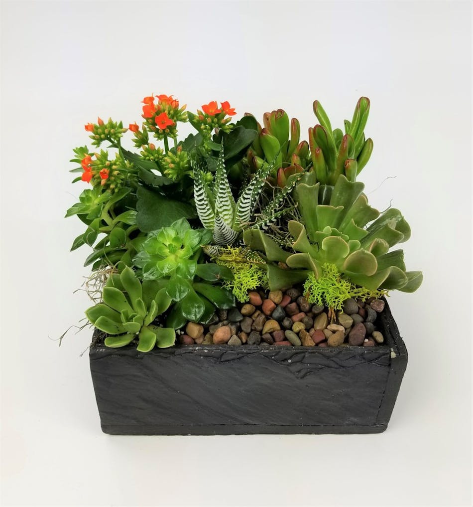 This low maintenance garden comes with a flowering kalanchoe and other assorted succulents in a contemporary slate-like square. Plant colors may vary based on availability.