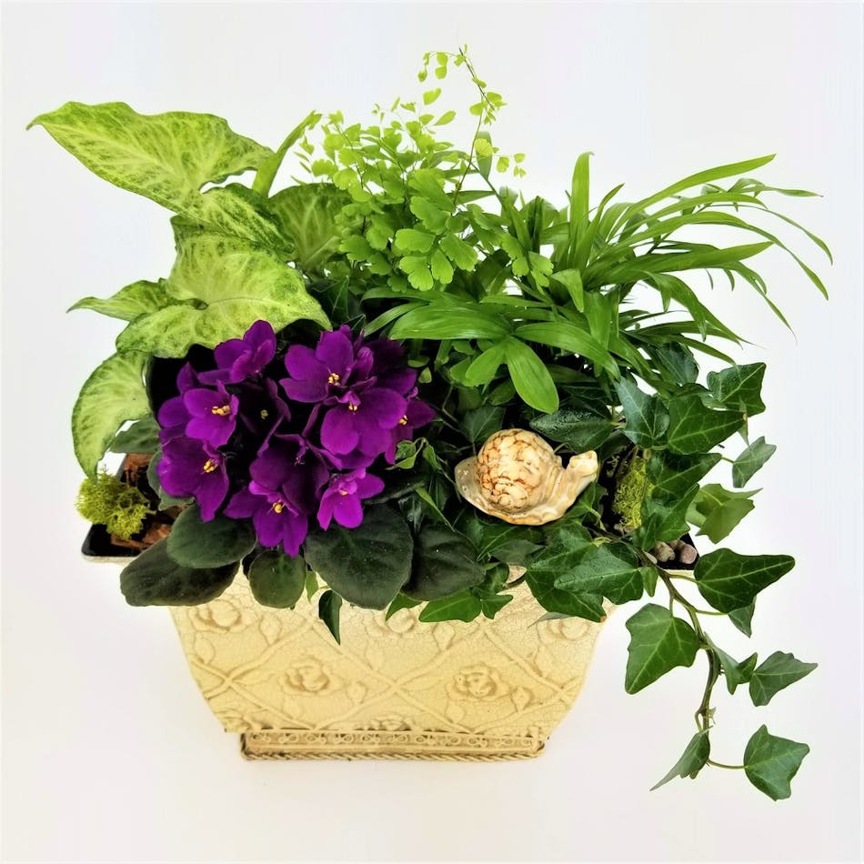  A dish garden of green tropical plants and an African Violet, accented with a garden friend in a hammered classic container.