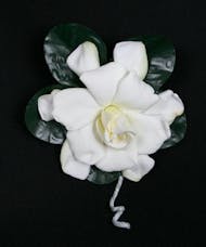 Gardenia Boutonniere