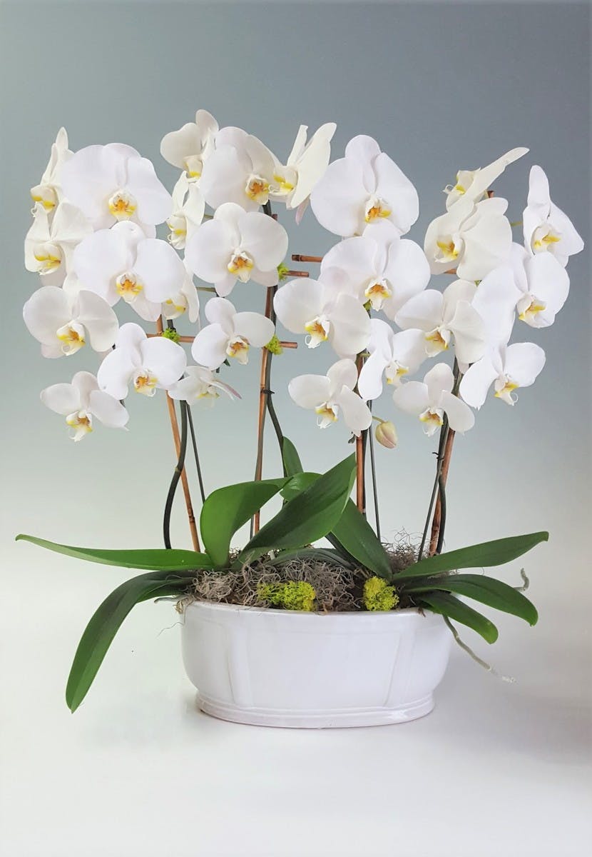 Luxury Orchids Seattle (WA) Sameday Delivery