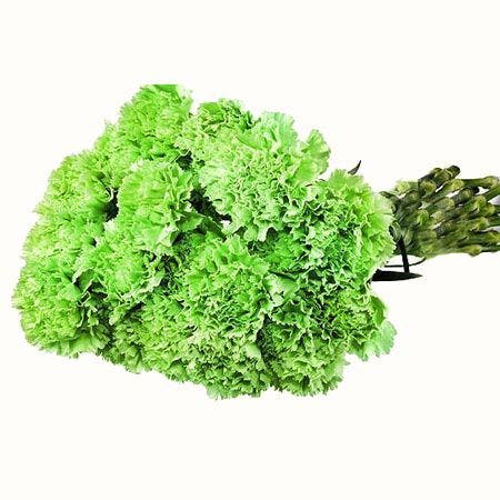 Green Carnations Stadium Flowers Always Days Fresher! Everett