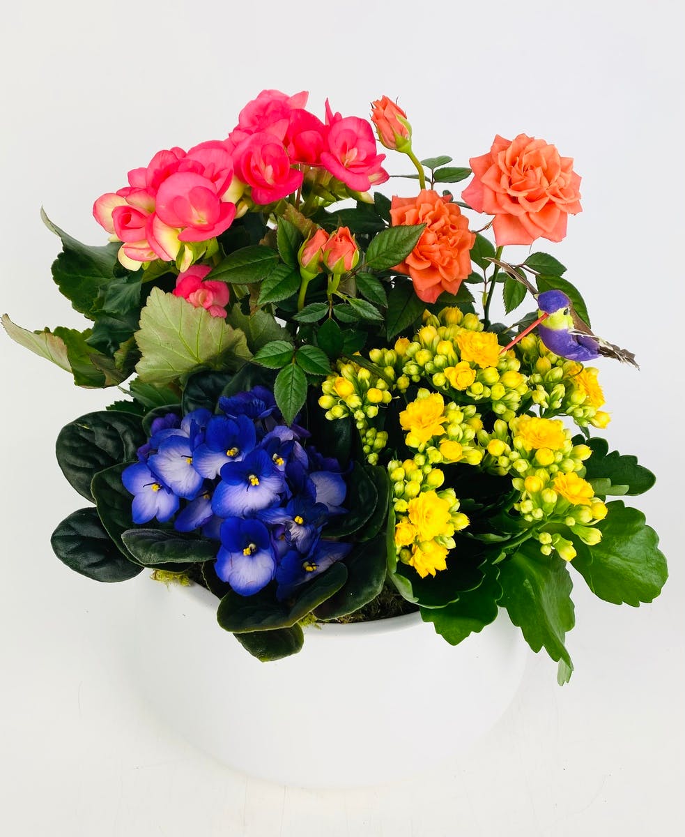 Fresh Plant Delivery Everett (WA) Sameday Delivery