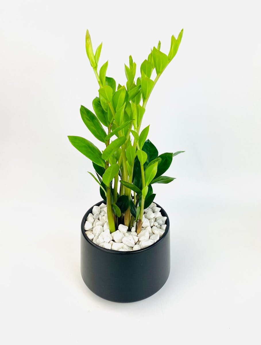 Classic ZZ Plant Stadium Flowers Everett WA