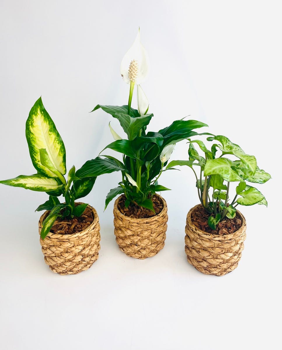 Green Plants Everett & Lynnwood, WA Stadium Flowers