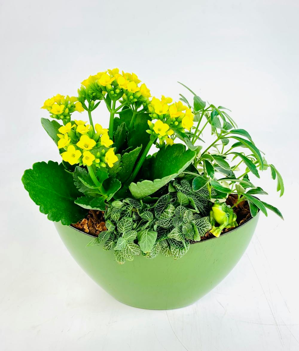 Garden Friend Stadium Flowers Seattle Plant Delivery