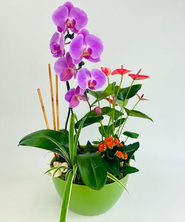 Tropical Bliss Orchid