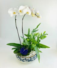 Olaria Orchid