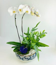 Olaria Orchid