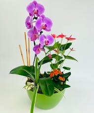 Tropical Bliss Orchid