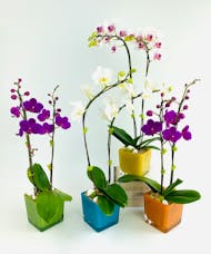 Vivid Orchid