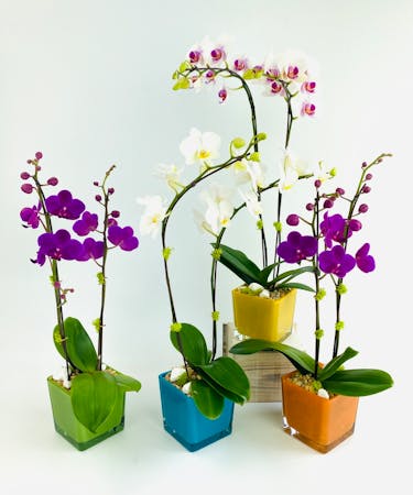 Vivid Orchid