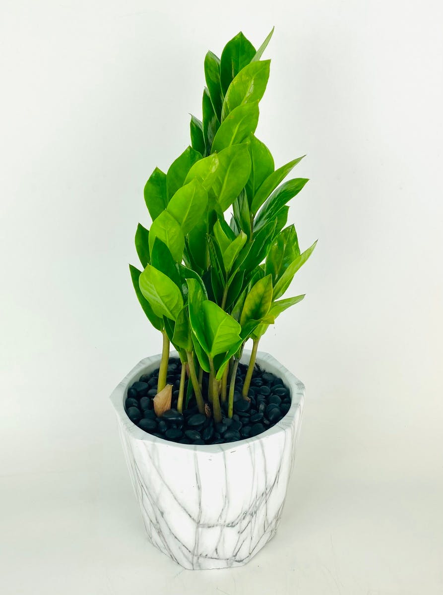 Classic ZZ Plant Stadium Flowers Everett WA