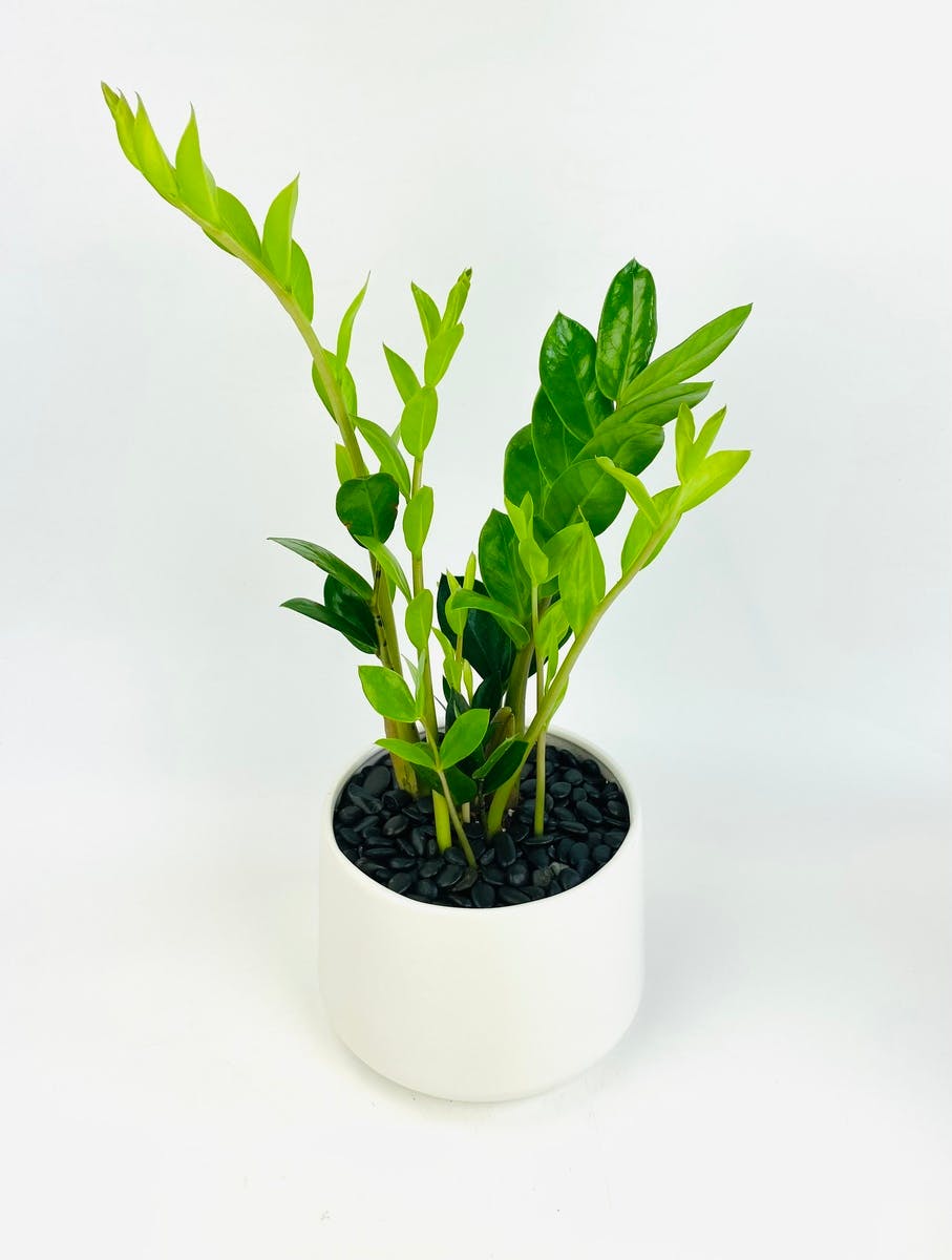 Classic ZZ Plant Stadium Flowers Everett WA