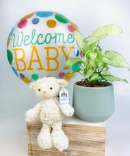 Babies First Nursery Plant