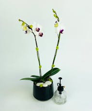 Orchid Curator
