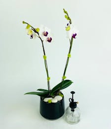 Orchid Curator