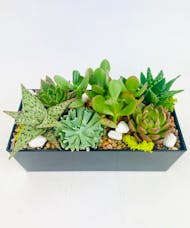 Simply Succulents