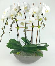 Contemporary Orchids