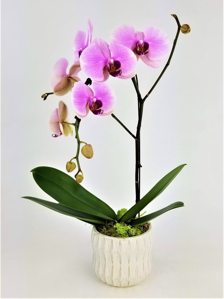 orchid