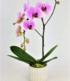 Designer's Choice Orchid