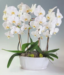 Luxe Orchids