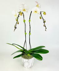 Carrera Orchid