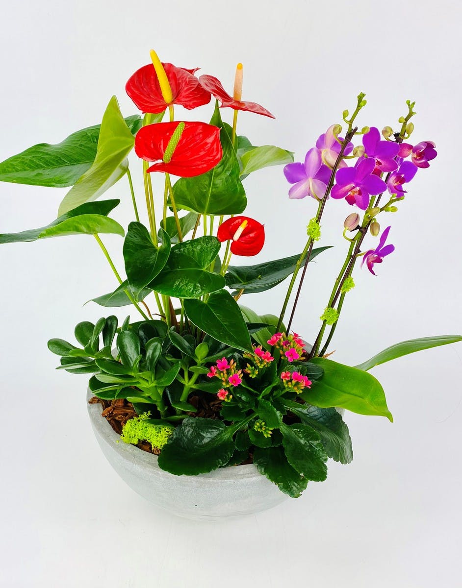 Tropical Flowers Tropical Flower Delivery Everett, Lynnwood, WA