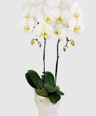 Orchid Remembrance