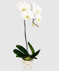 Orchid Remembrance