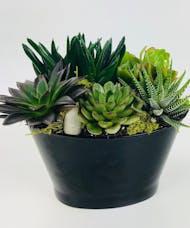 Simply Succulents