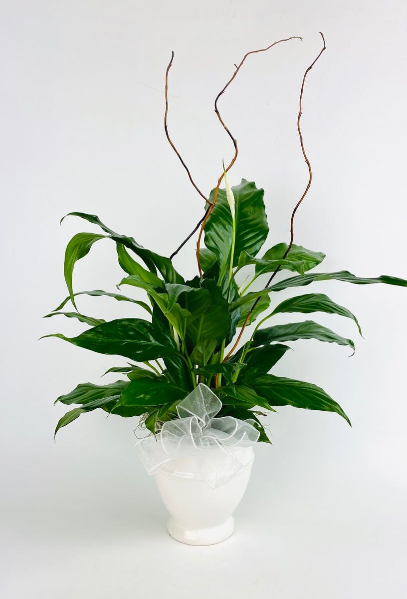 Fresh Plant Delivery Everett (WA) Sameday Delivery