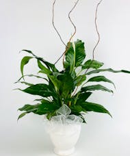 Classic Peace Lily
