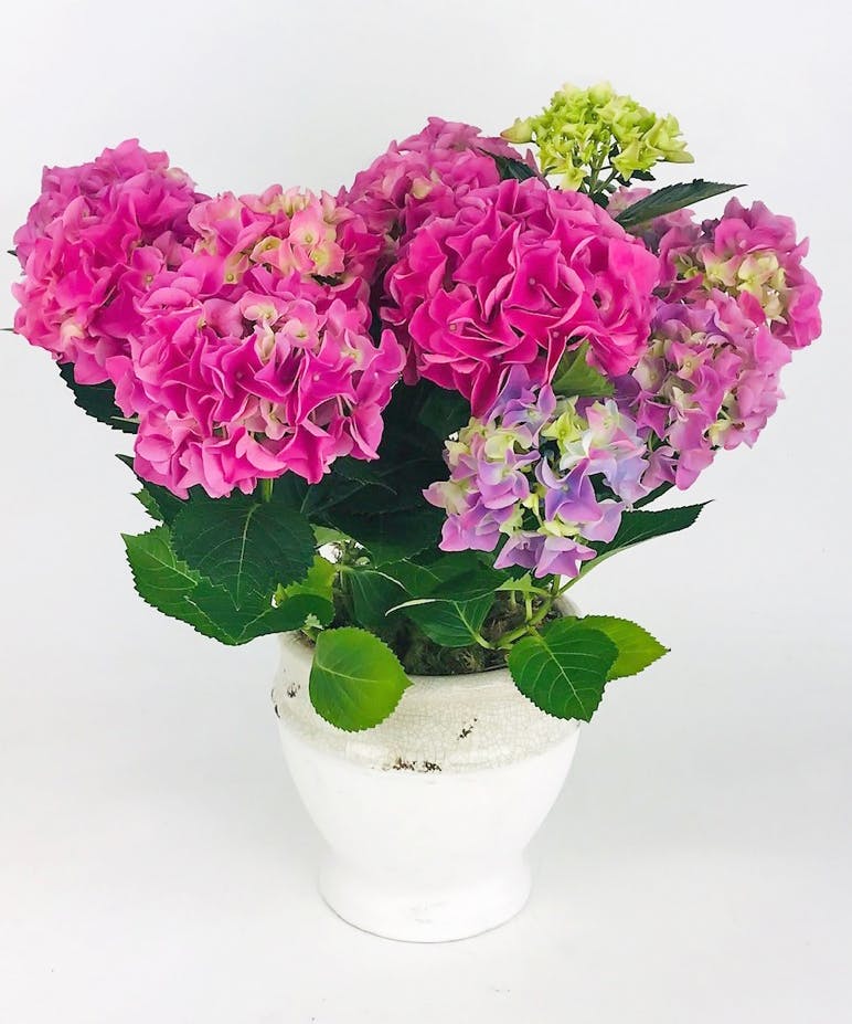 Classic Hydrangea Plant Stadium Flowers Everett WA