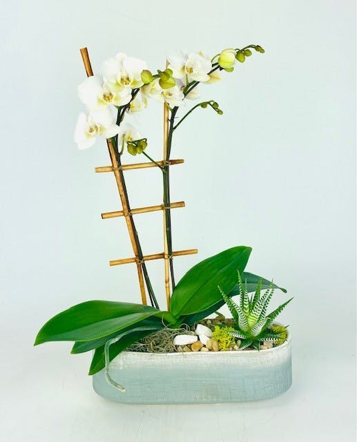 Orchid Oasis Stadium Flowers Seattle Flower Delivery